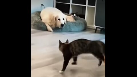 Funniest cat and dog