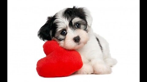 Cachorros en acción 😂😂😂