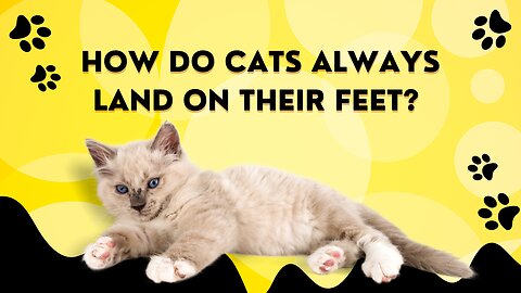 Help solve the mystery as to how cats always land on their feet?