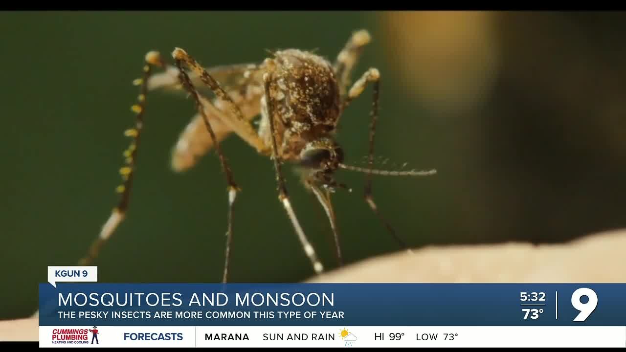 Mosquitoes and monsoon