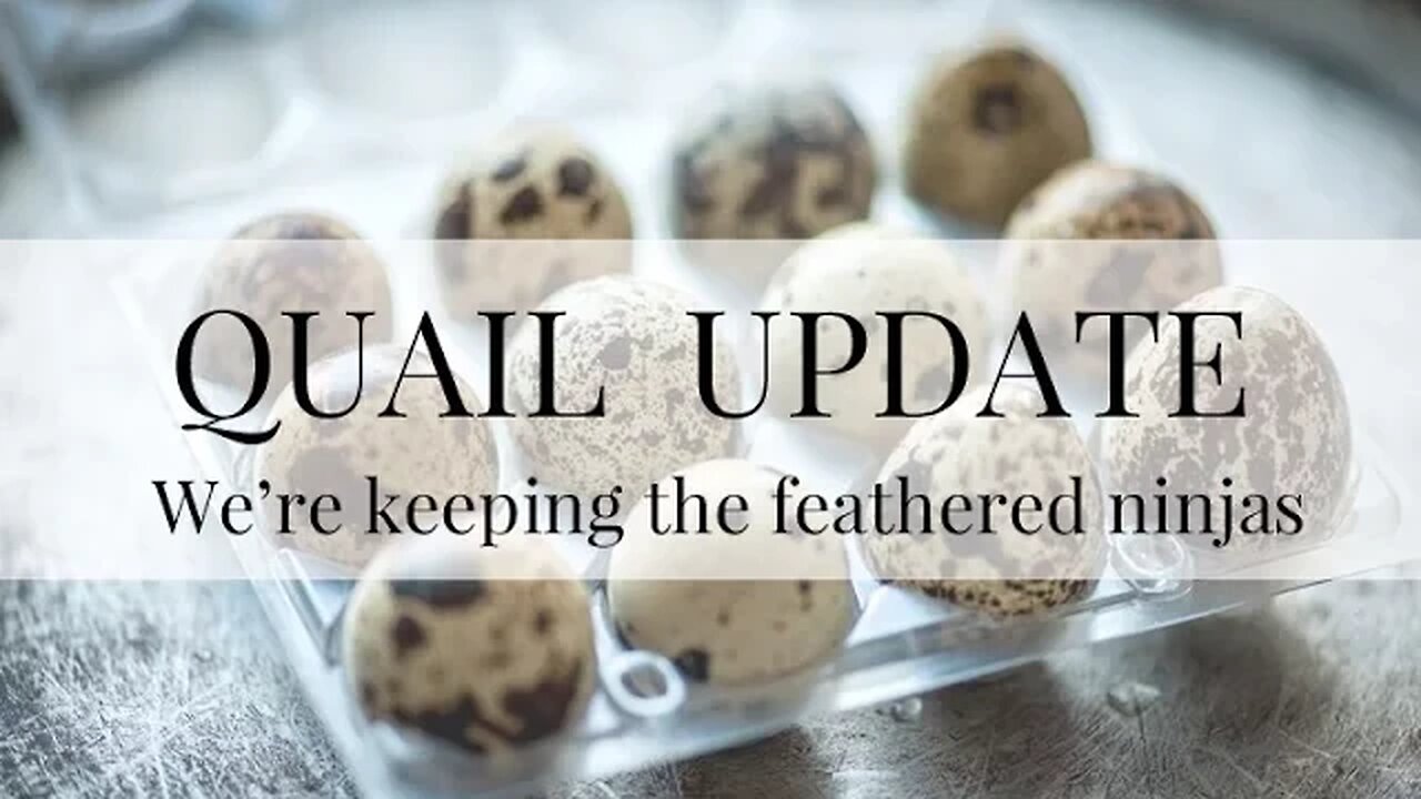 QUAIL UPDATE | We're keeping the feathered ninjas