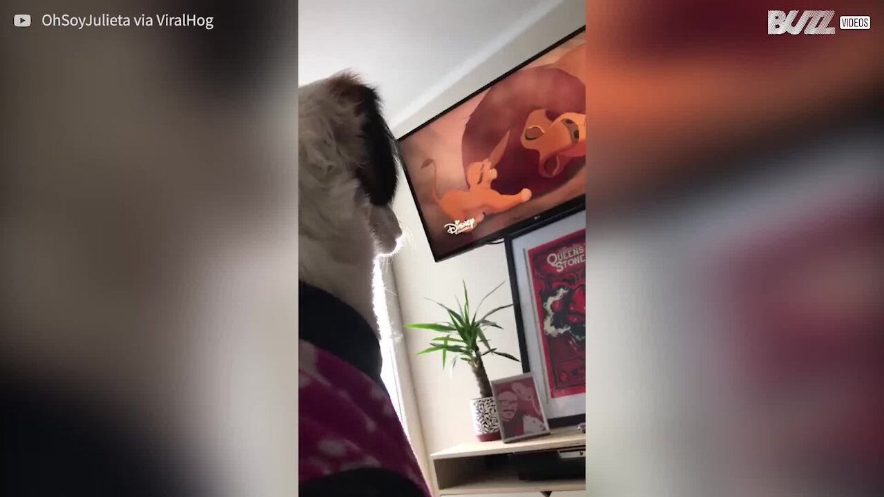 Cagnolina si emoziona guardando 'Il re leone'