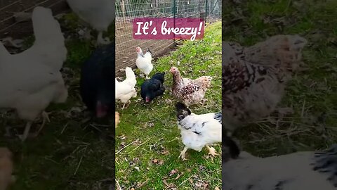 It’s too BREEZY Momma! #chickens #kitties