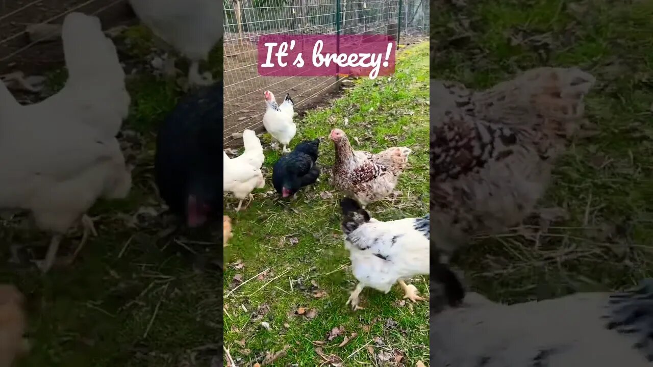 It’s too BREEZY Momma! #chickens #kitties