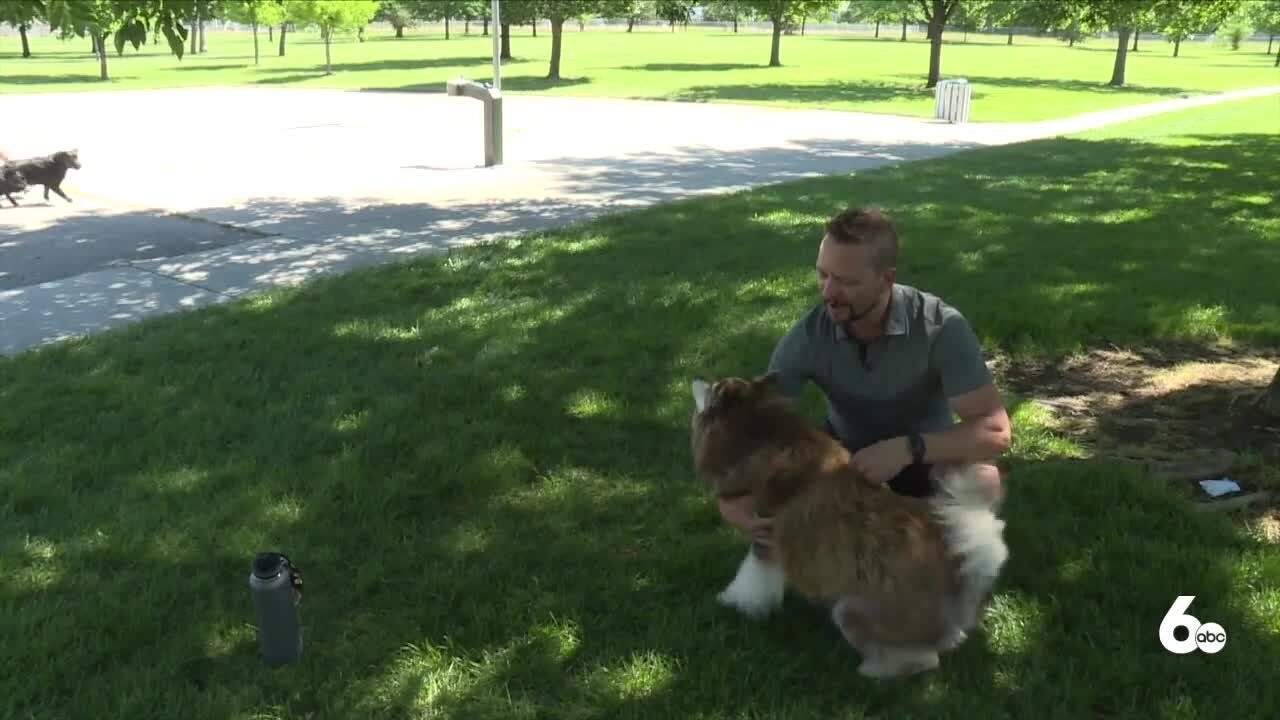 How to keep your pup safe as Treasure Valley temperatures increase