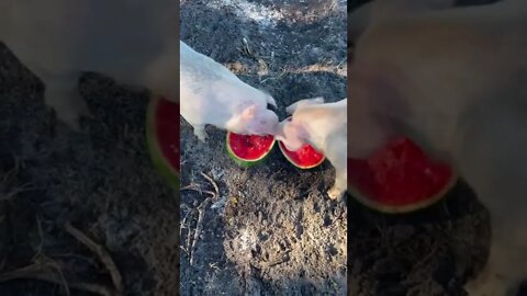 Pigs enjoying some watermelon #piglets #shorts #pigs #hog #watermelon