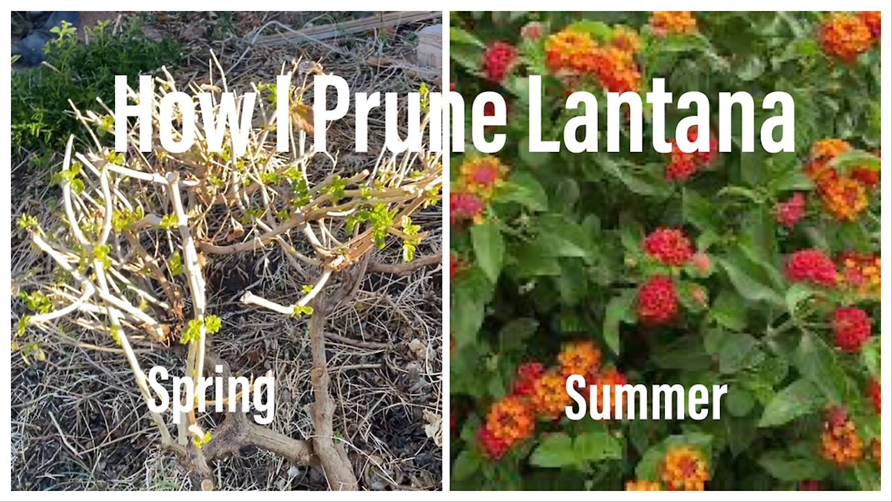 How I Prune my Lantana
