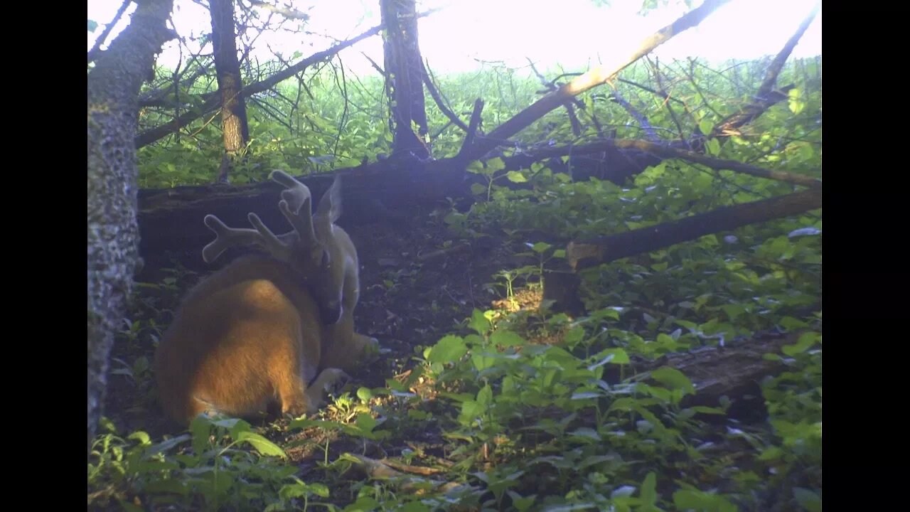 Pattern bucks: scouting cameras in buck bedding areas