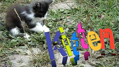 Kitten plays with a mouse