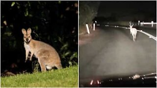 Avete mai visto un canguro volare?