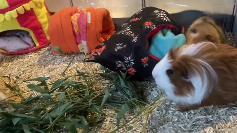 Guinea pig nonsense and fresh bamboo