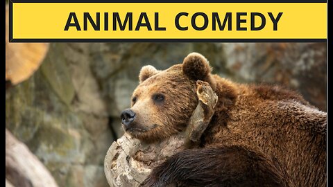 1. "Unleash Your Laughter: The Most Hilarious Animal Moments Caught on Camera"