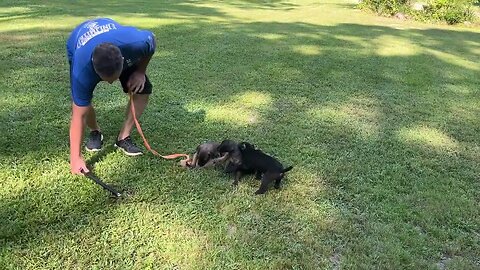 Cobalt x Onyx males at almost 8 wks