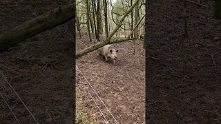 Pig Comes to Greet Me @UncleTimsFarm #kärnəvór #carnivore #shorts #pigtalk