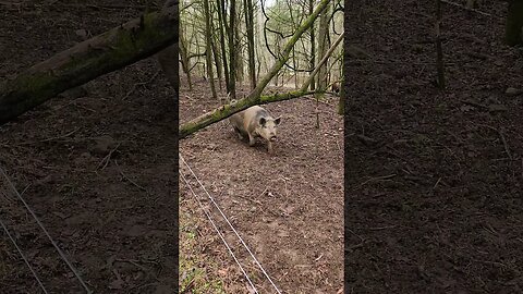 Pig Comes to Greet Me @UncleTimsFarm #kärnəvór #carnivore #shorts #pigtalk