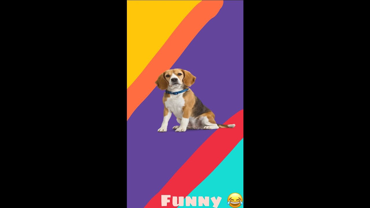 Funny and funny animals😂