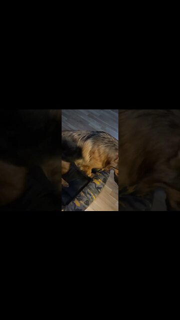 Dog's reaction to Good morning The famous dog reaction Dog تیدا خانم تیدا سگ تیدا سگ باهوش perro Dog