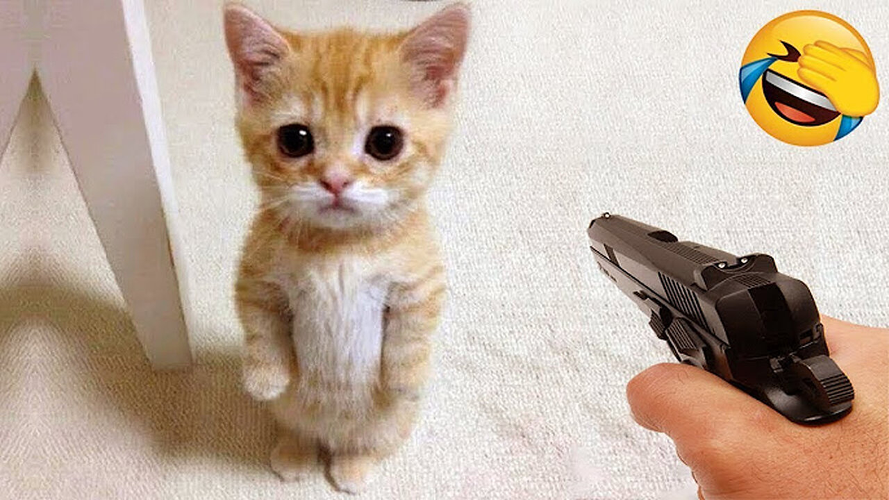 Funny cat 😽 vs Gun 🔫 - Funny Animals 😂 playing dead on finger shot Compilation || Animal Gags