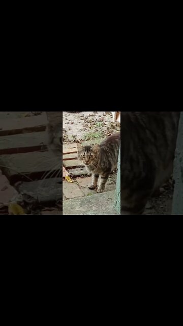 An Interloper In The Midst.