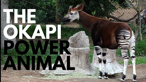 Okapi Power Animal