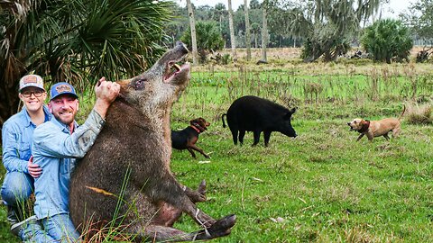Hunting Feral Hogs in Florida! We caught SEVERAL!
