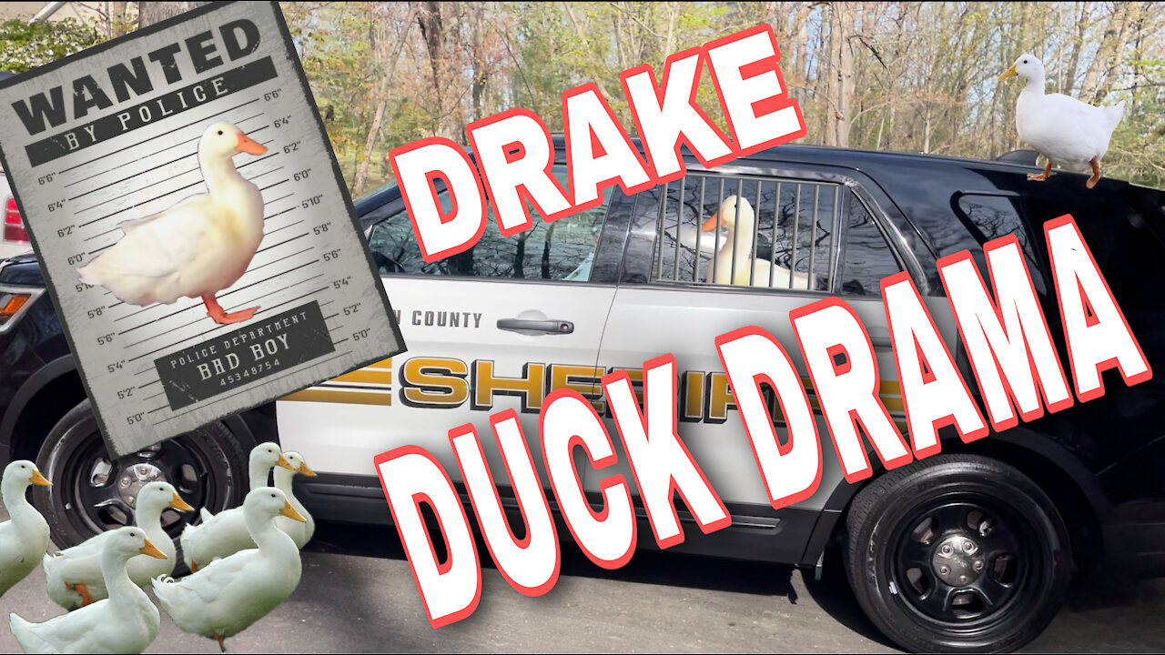 Drake Duck Problems