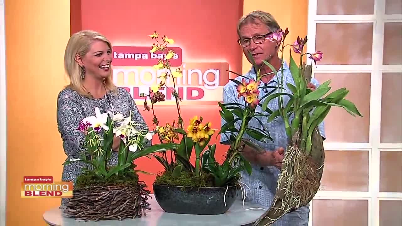 Orchid Festival | Morning Blend