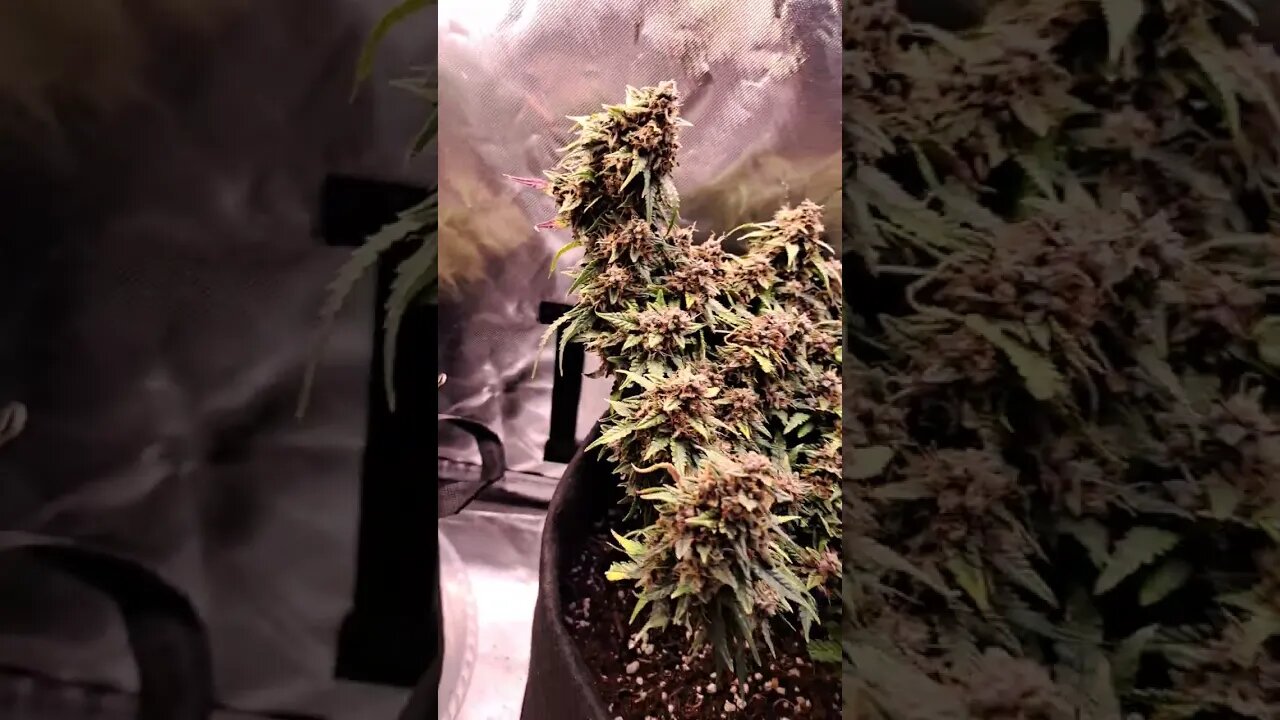 Purple silverback autoflower week 12 day 1 flush