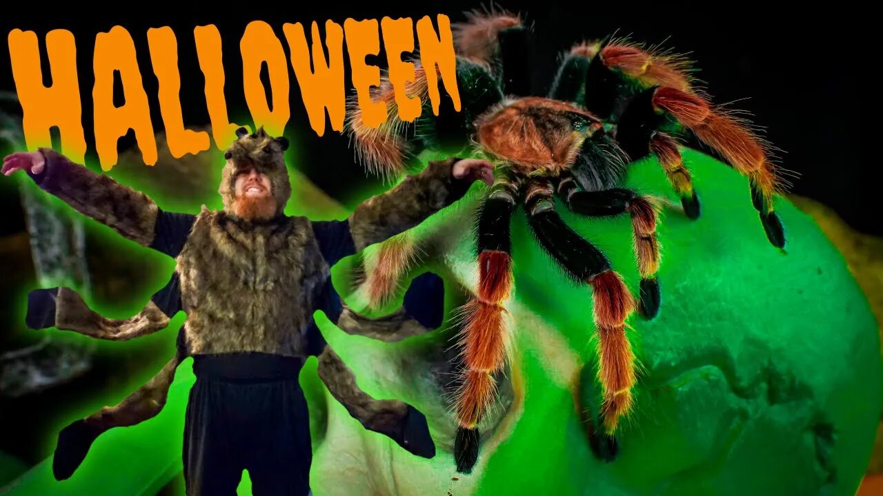 Top 10 Halloween Tarantulas!