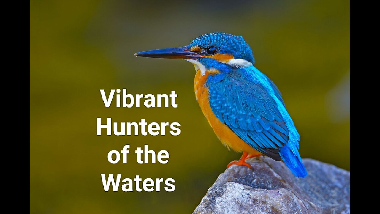 "Vibrant Hunters of the Waters: Exploring the Fascinating World of Kingfishers" #64