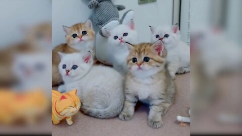 Cute Baby and Cats Playing Together