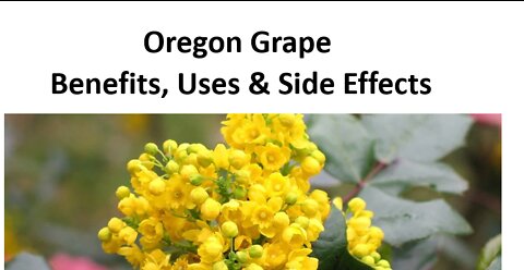 Oregon Grape - Benefits, Uses & Side Effects