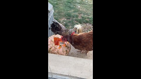 Chickens eat pumpkin