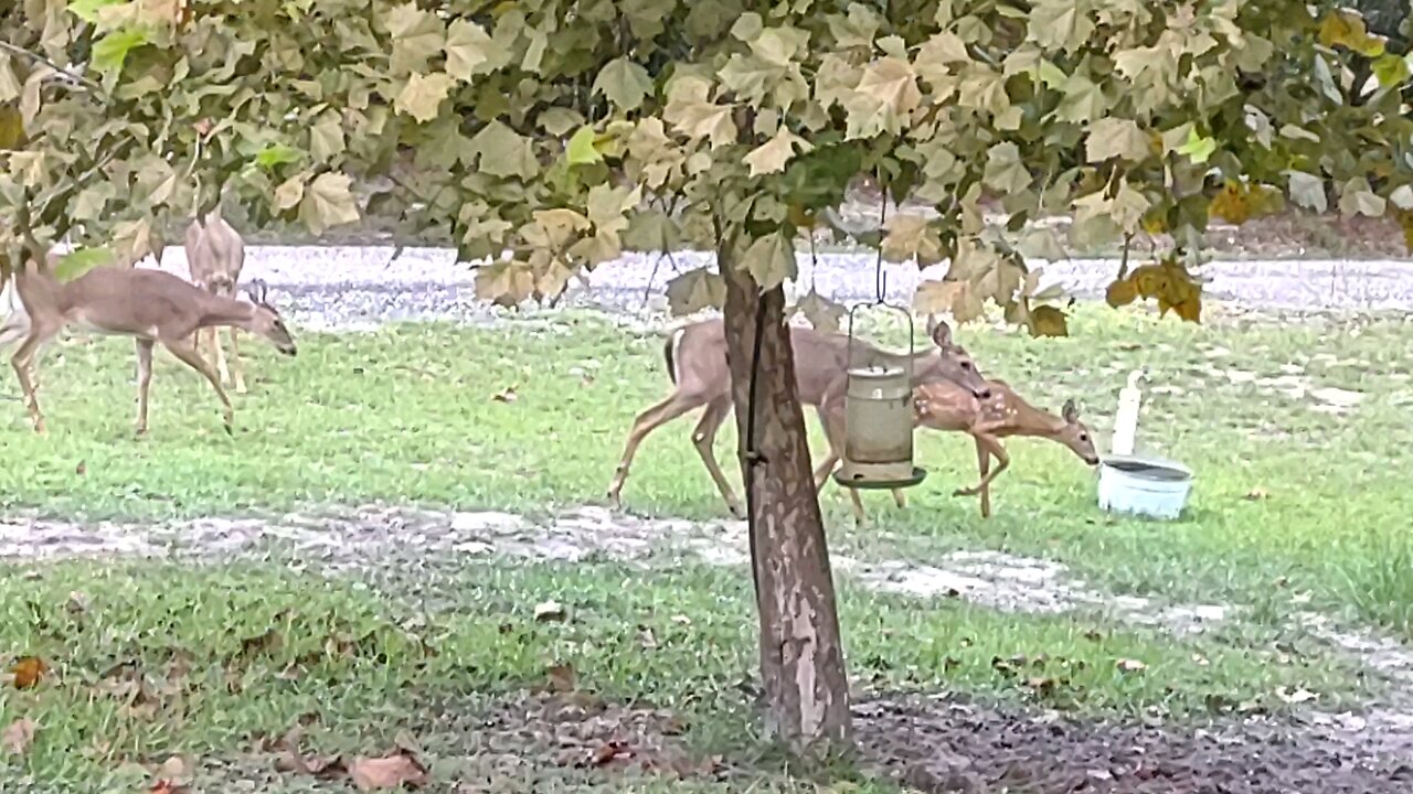 FL Deer crossing my yard Sept 24