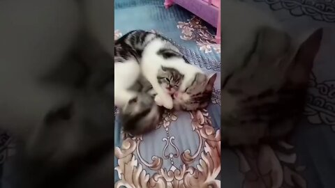 Funniest and Cuest Tiktok Cats 2022 #cute #tiktok #funnyanimals #funnyvideos #viral #cat