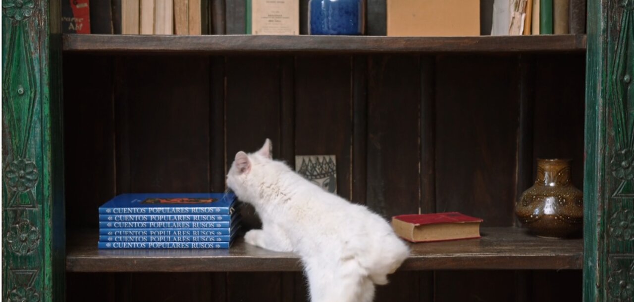 A Cat Jumping On The Book Shelves