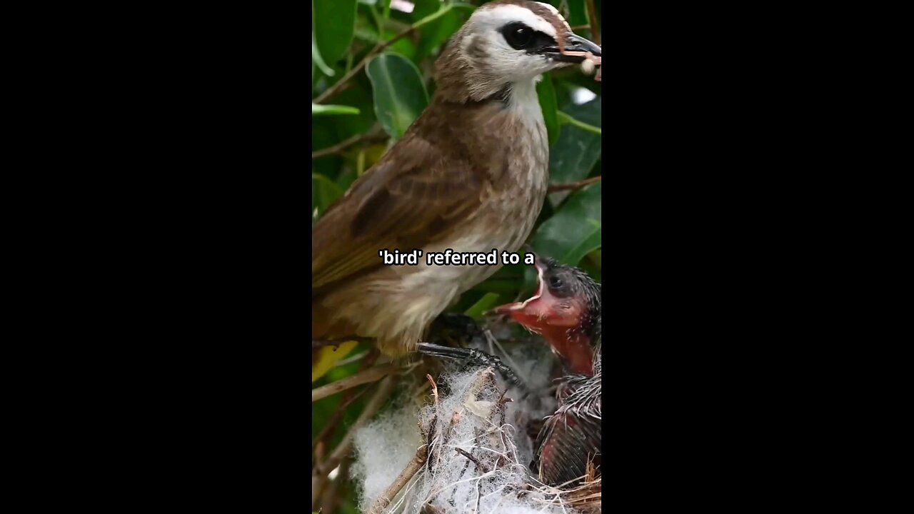 Wonder why they are called "BIRDS" !!! #birds #fly #watsinanayme #etymology #edutainment #info