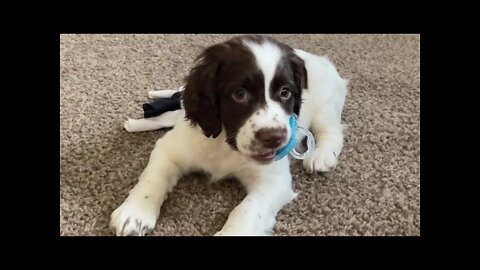 English Springer Spaniel Puppy