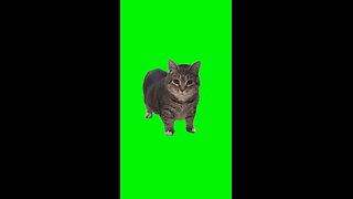 Oiiaoiia Cat Meme | Green Screen