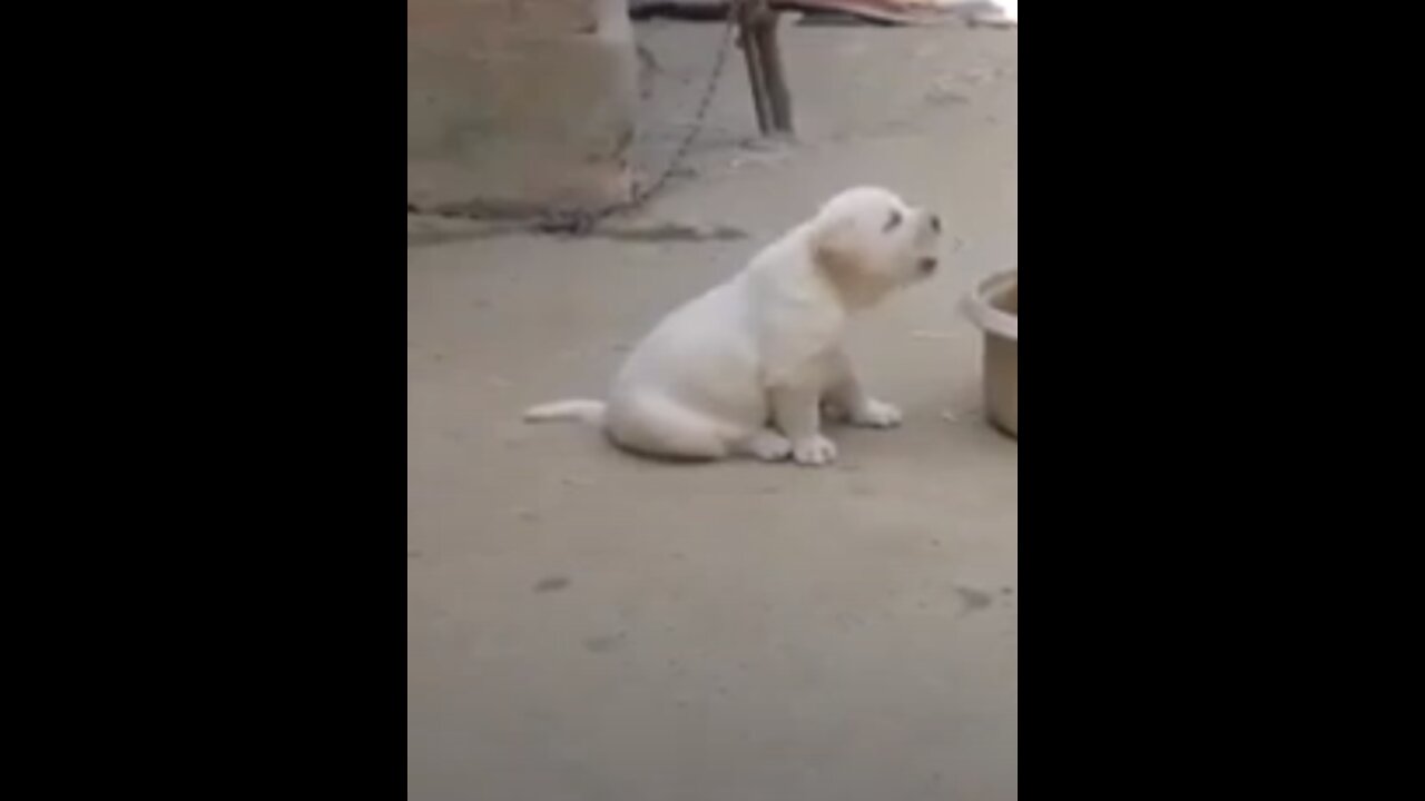 Cutest Puppy learning rooster
