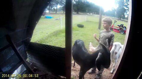 Cool Technique For A Milk Goat That Lays Down