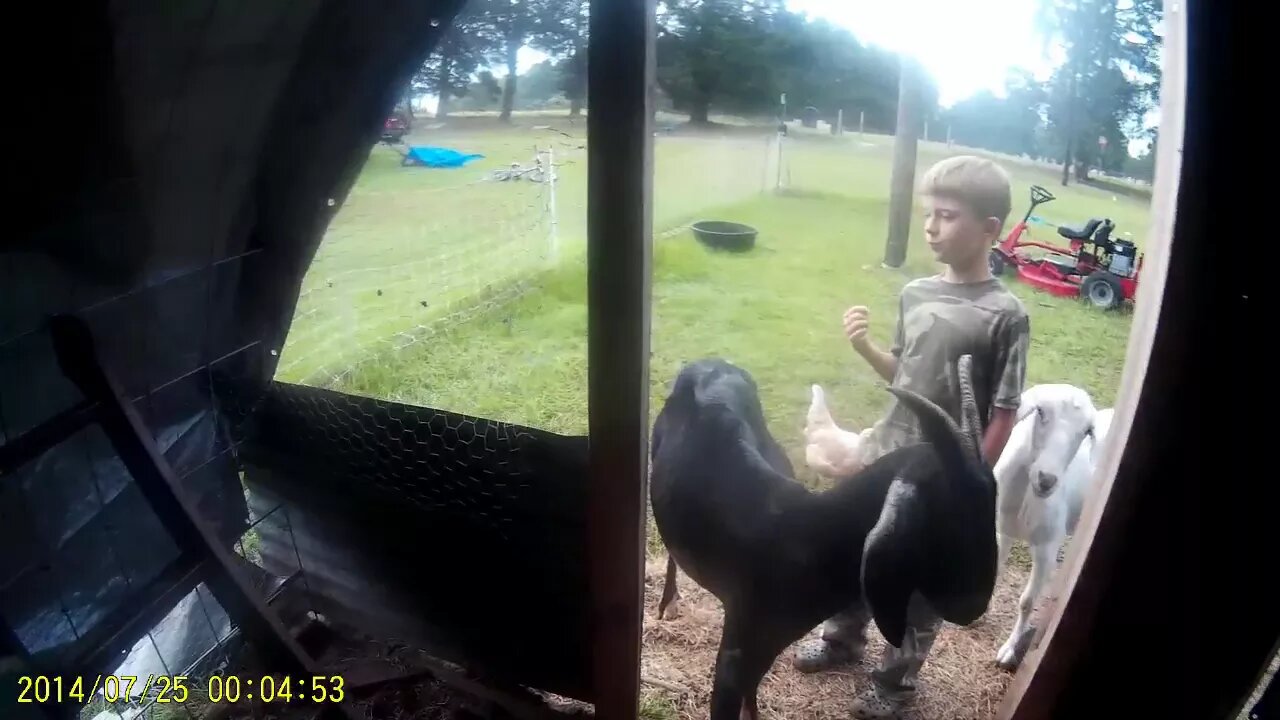 Cool Technique For A Milk Goat That Lays Down