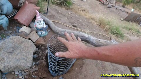 Making Gopher Cages For New Plant's