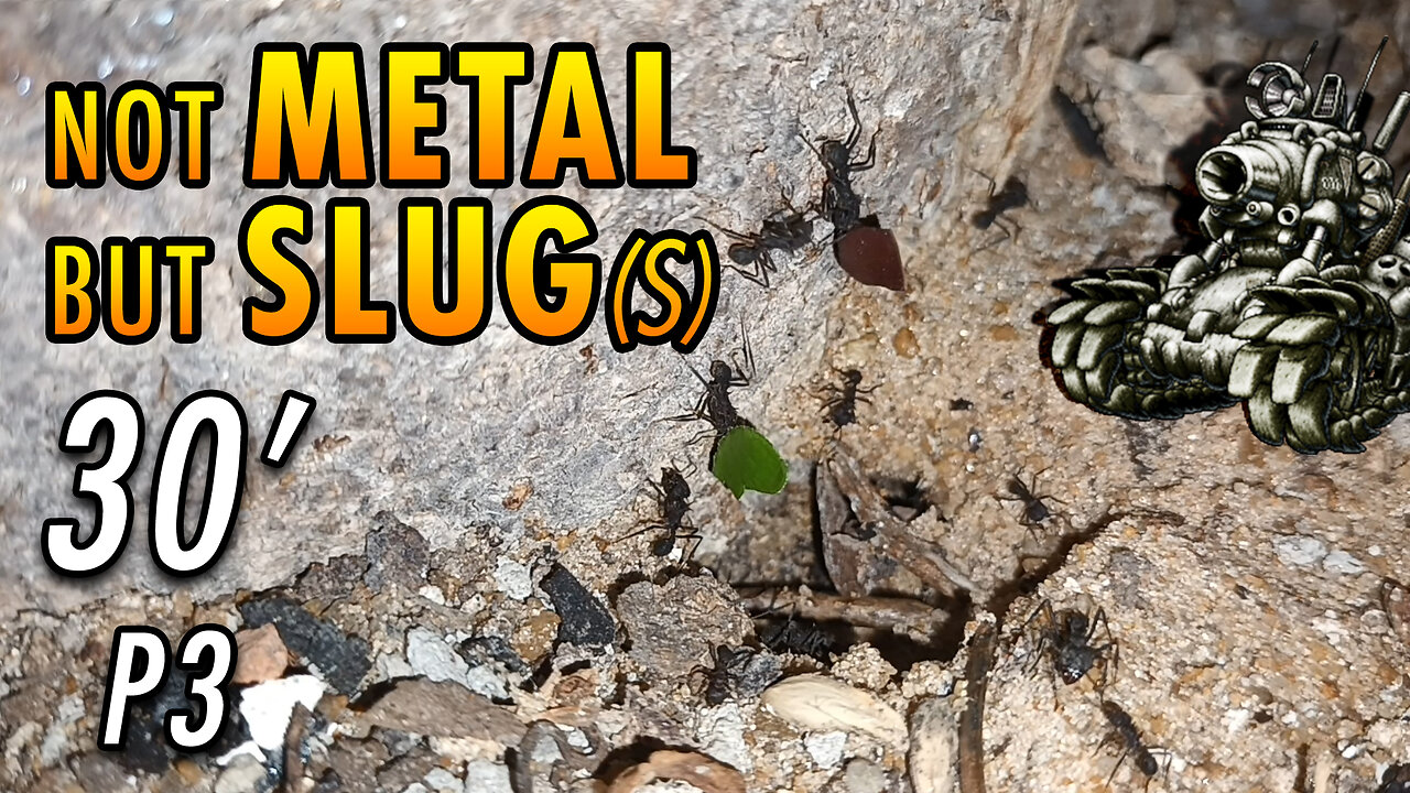 ASMR | Ants night meeting with friendly slimy visitors - 30' P3