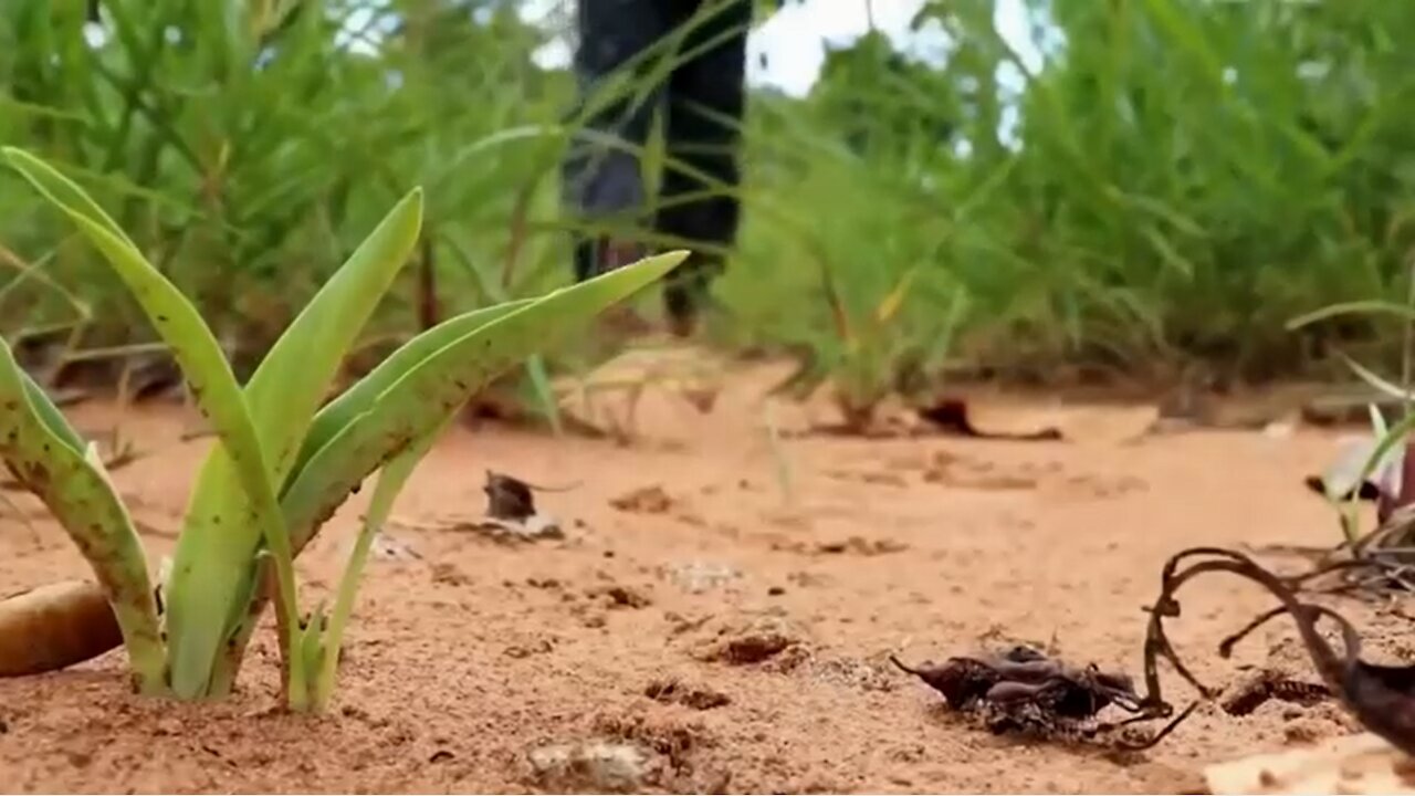 Build a fish pond based in waterfall