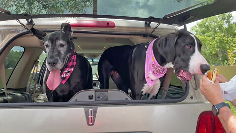 Happy Great Danes Enjoy A Birthday Burger Treat