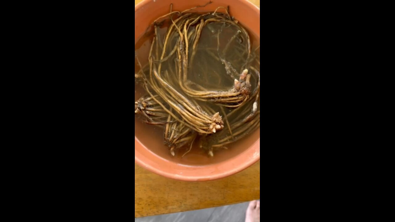 Asparagus roots