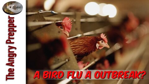 A Bird Flu Outbreak?