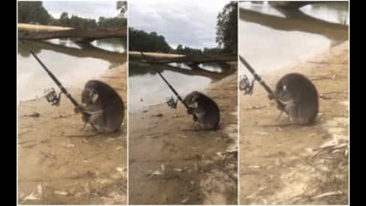 Avevi mai visto un koala pescatore?