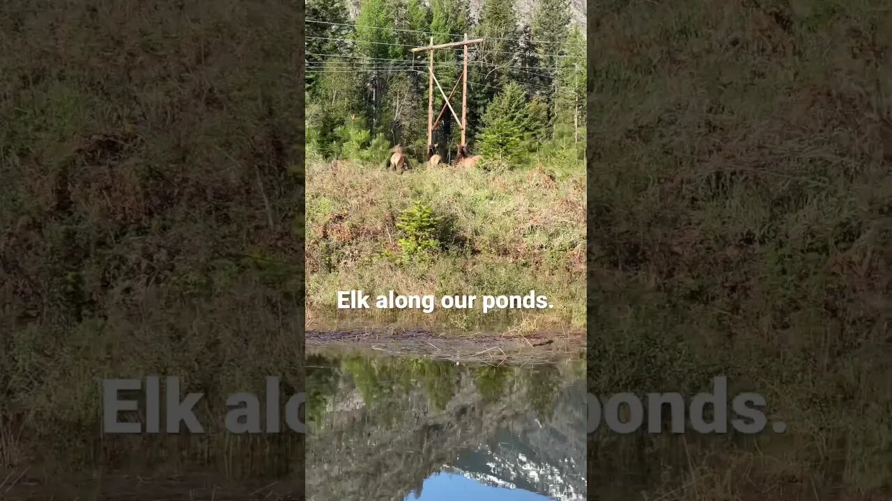 #elk #elkherd #countryliving #montana #wildernessliving #farmlife #canoeing